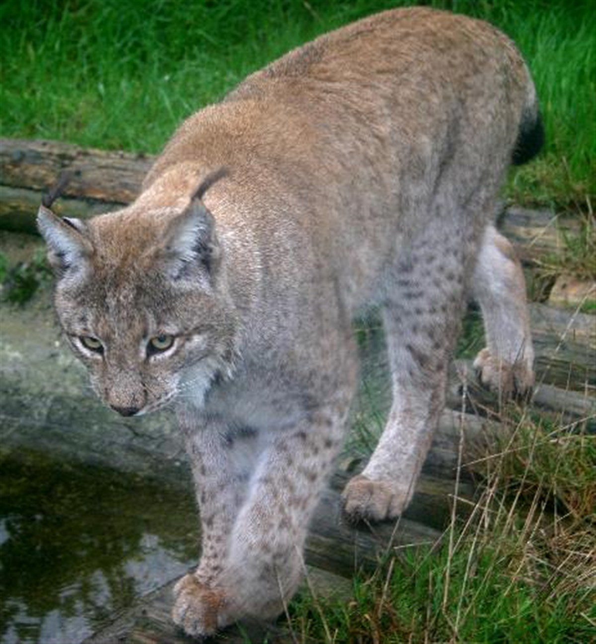 Adult male Eurasian Lynx