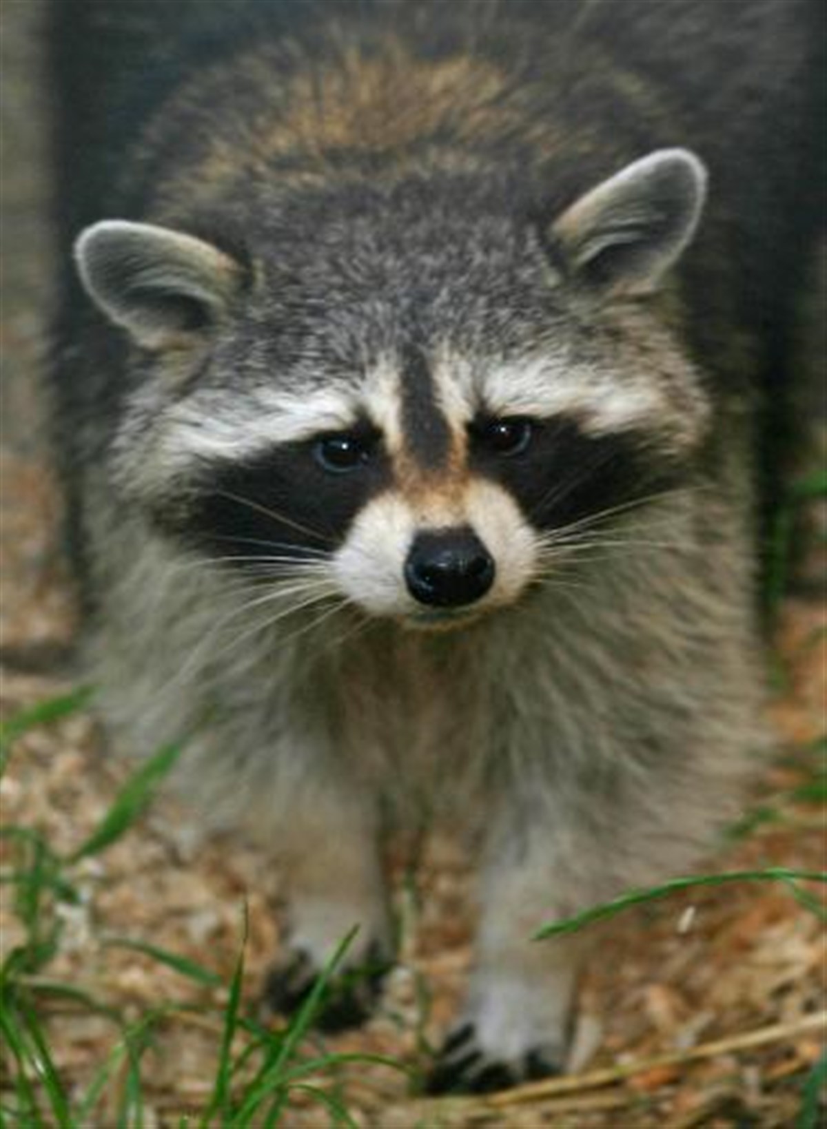 Ronnie, male raccoon