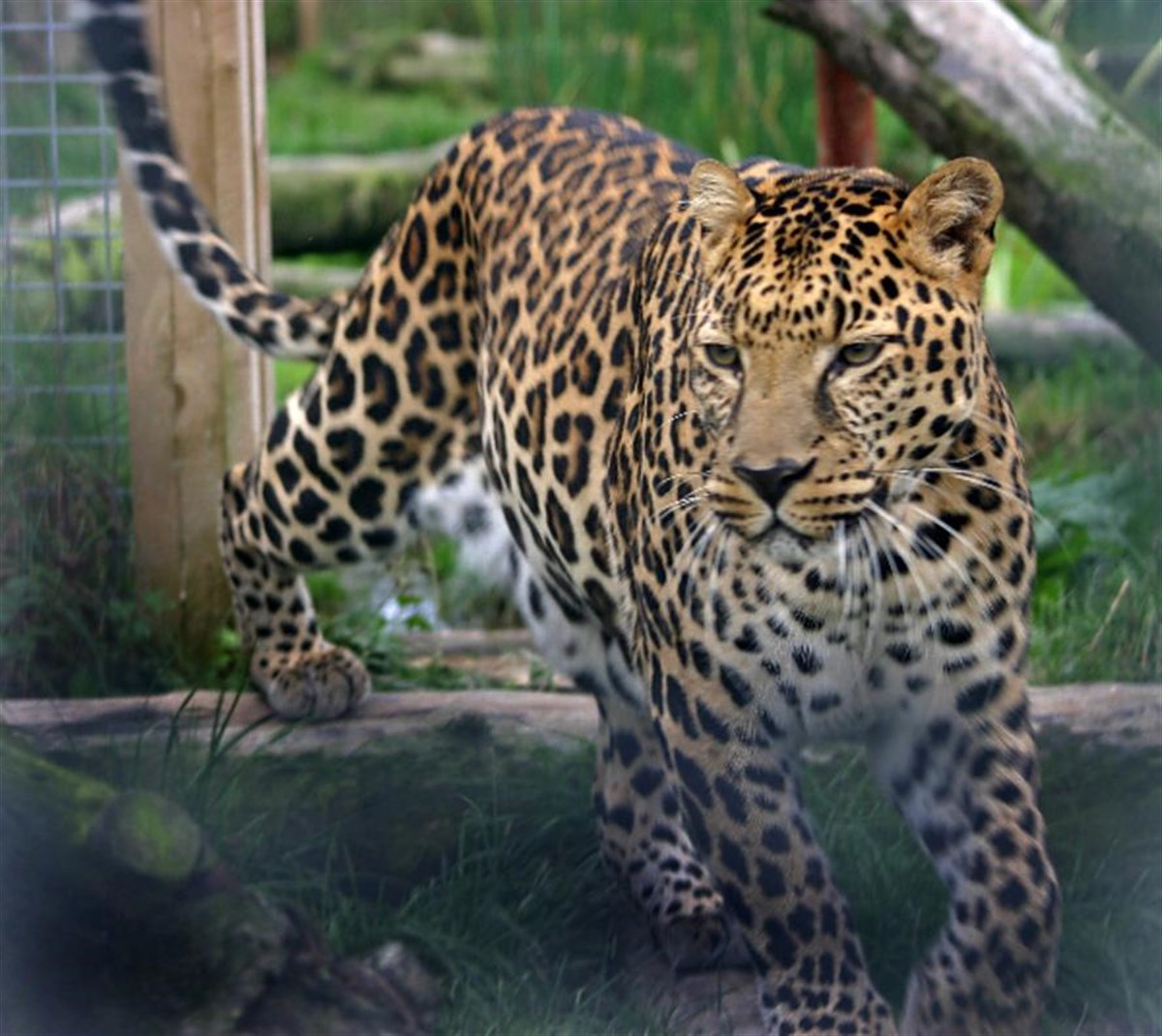 Rajah, male African leopard