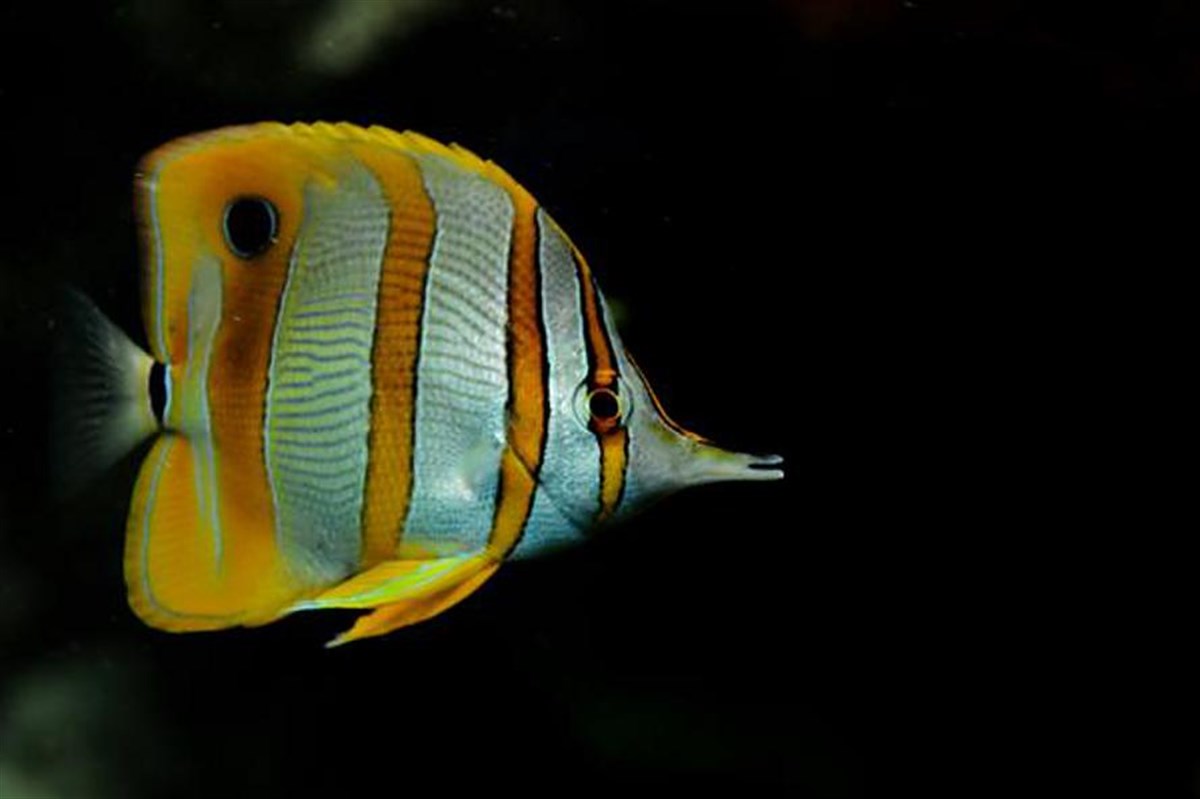 Blue Planet Aquarium
