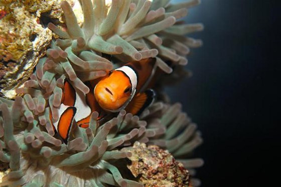 Blue Planet Aquarium