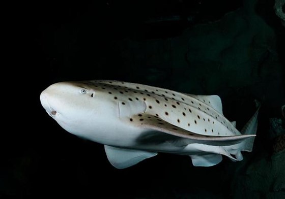 Blue Planet Aquarium