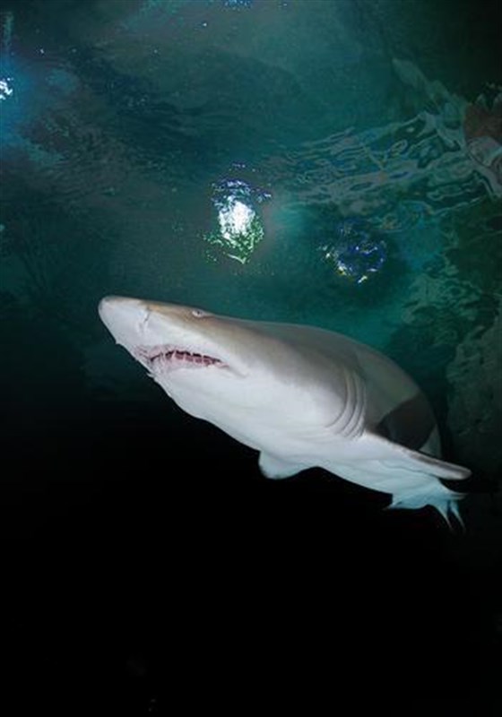 Blue Planet Aquarium