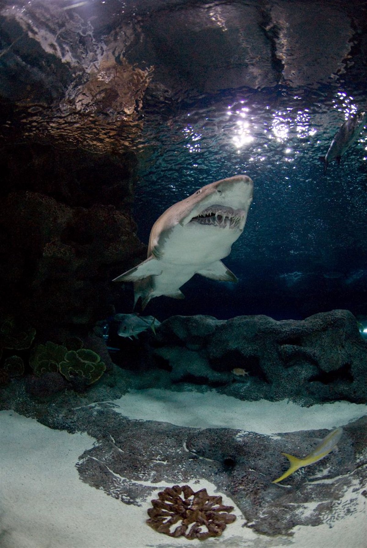 Blue Planet Aquarium