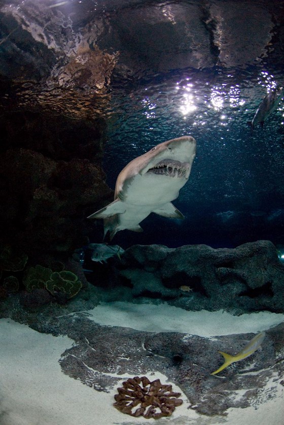 Blue Planet Aquarium