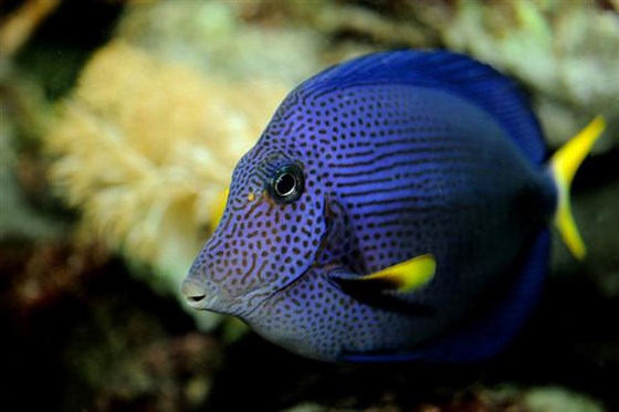 Blue Planet Aquarium