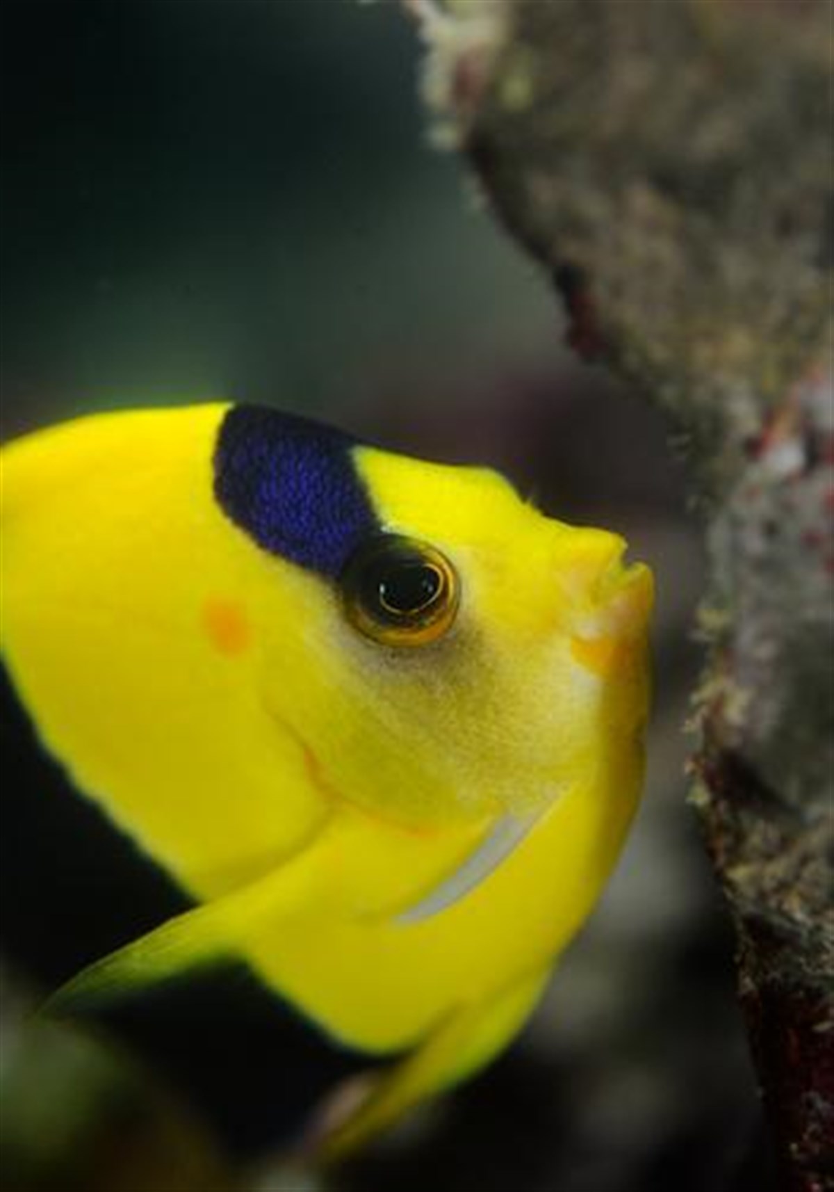 Blue Planet Aquarium