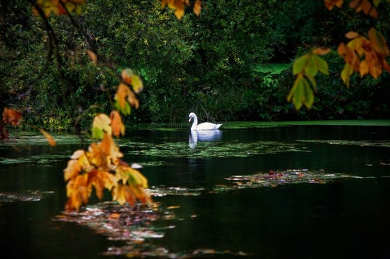 Syon Park Gardens