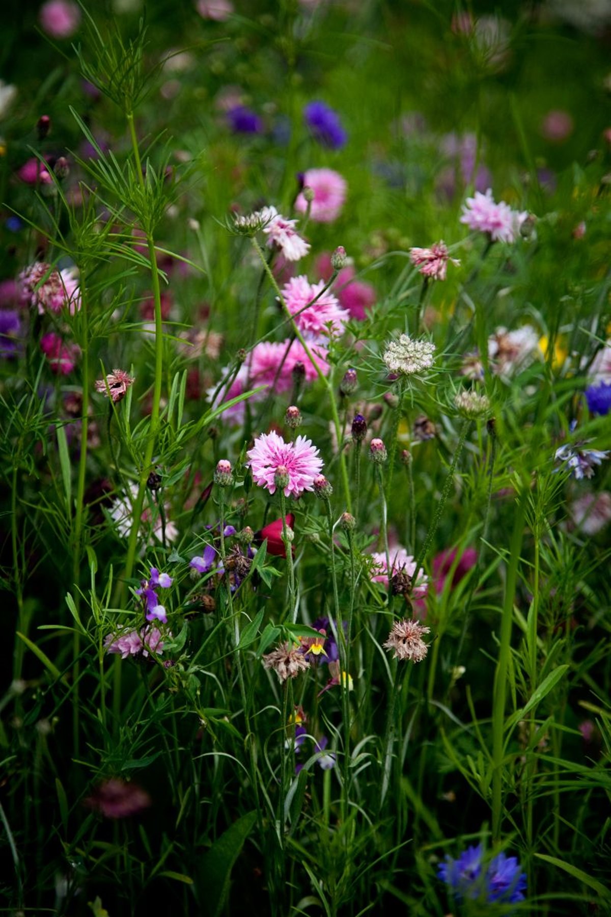 Syon Park Gardens