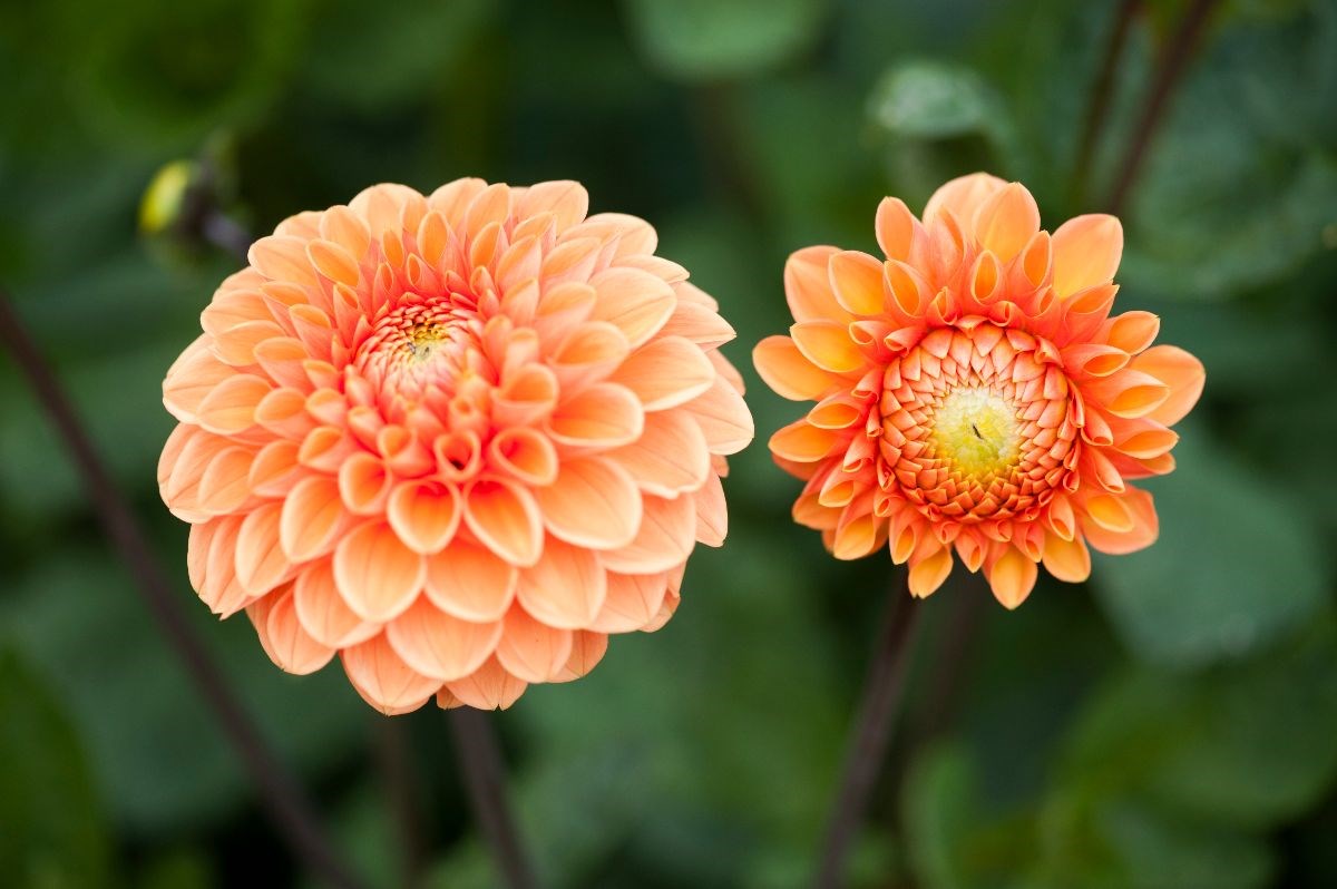 Dahlias at Kelmarsh 