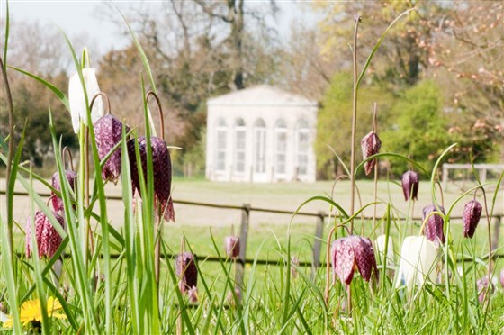 Fritillaries outside the Orangery 
