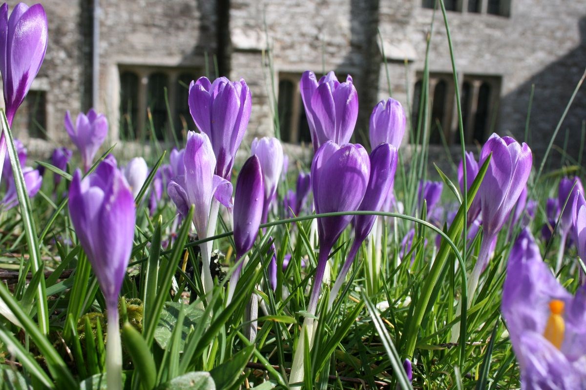 Crocuses in the Upper Garden