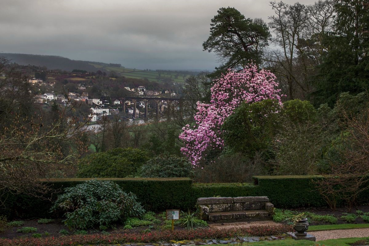 Magnolia with a view