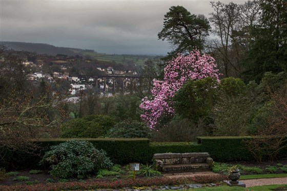 Magnolia with a view