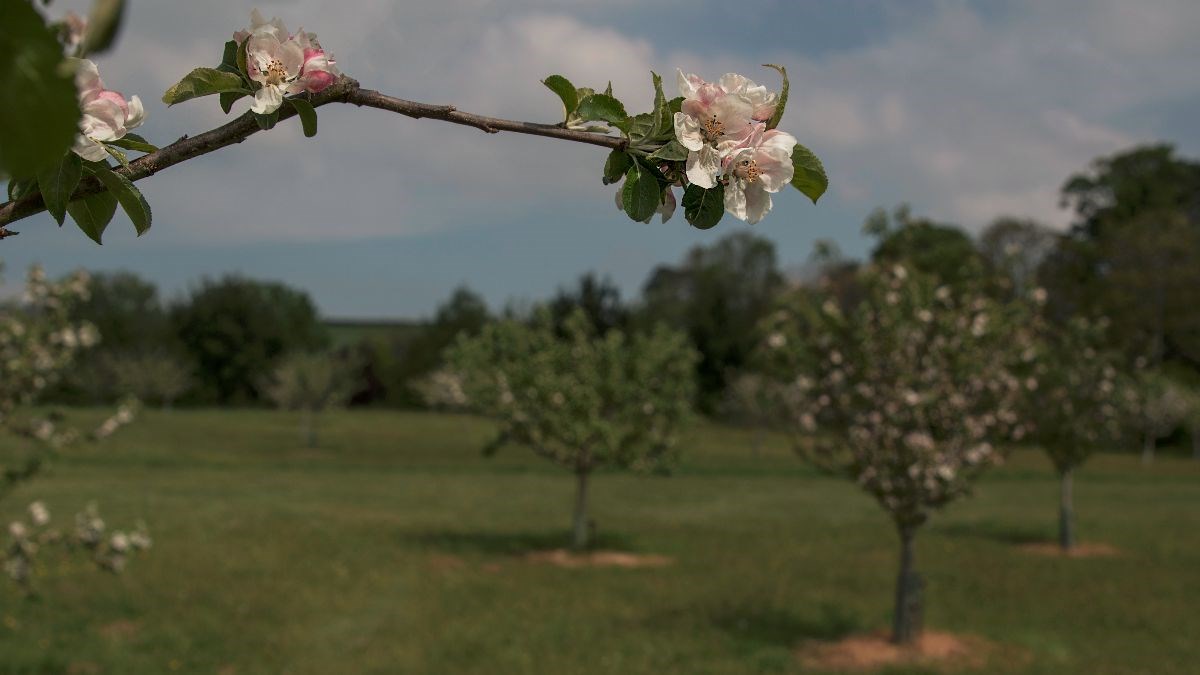 The Orchard