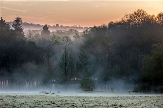 Morning parkland