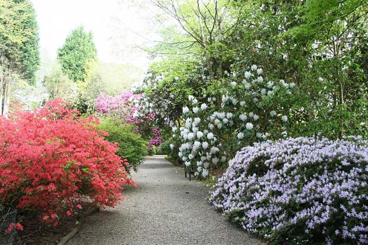 Beautiful rhododendrons line the George Johnstone walk
