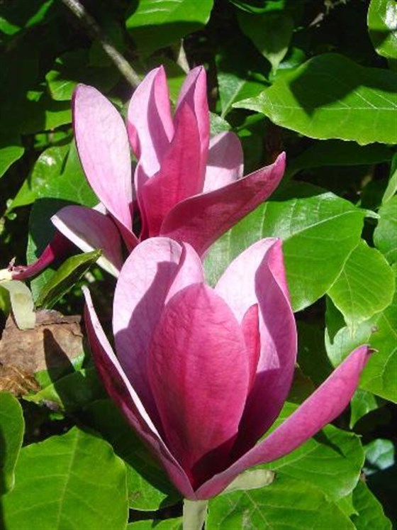 Magnolia lilliflora