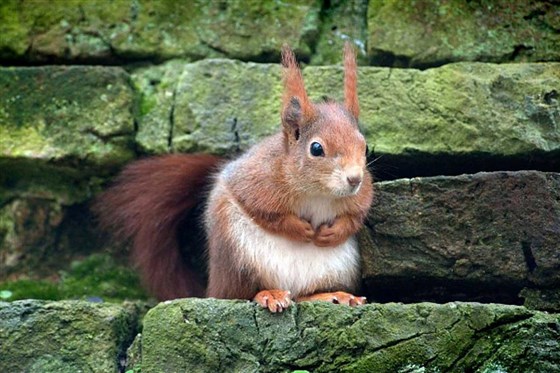 Trewithen is home to Cornwall's second breeding population of red squirrels