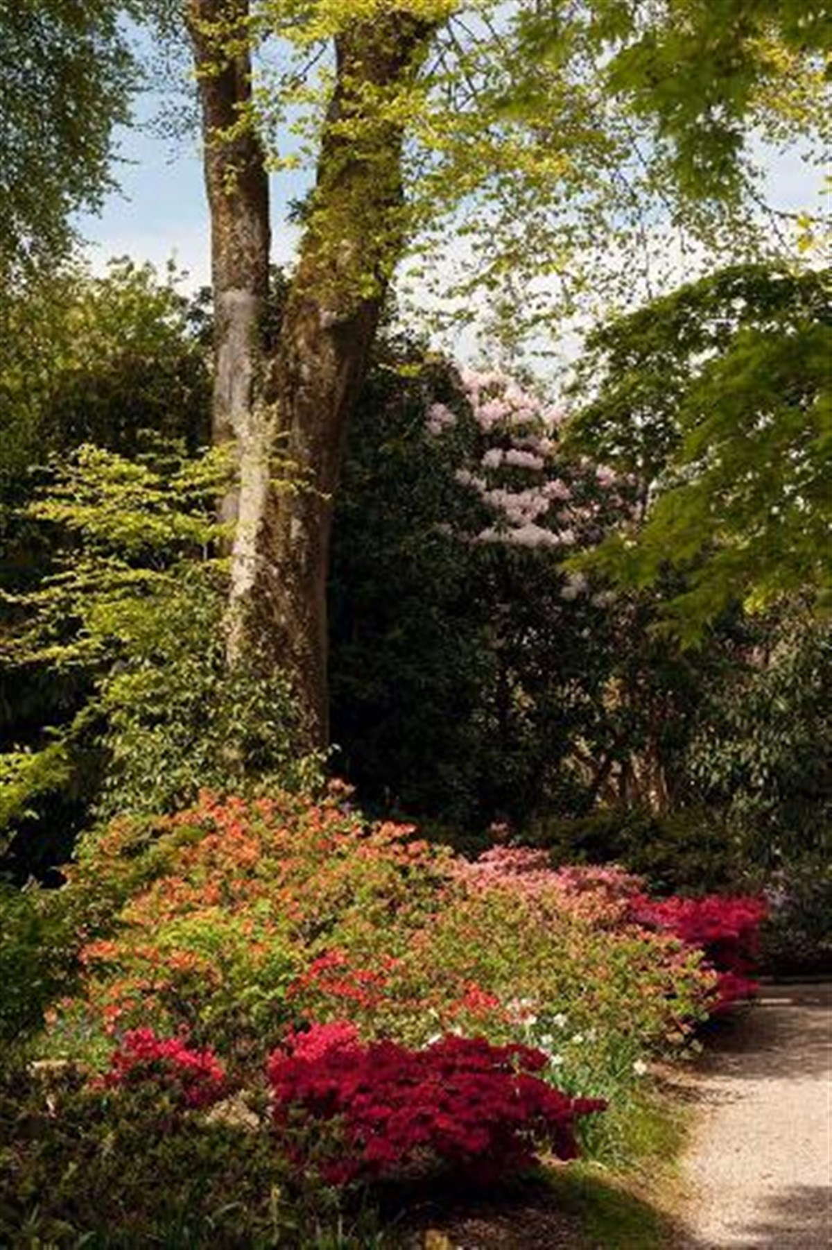 A wonderful woodland walk
