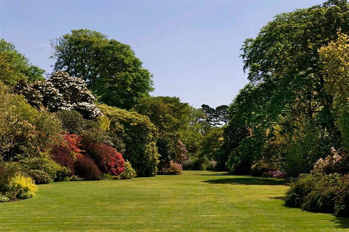 Trewithen's South Lawn - 120 yards of lawn lined on both sides with a remarkable range of trees and shrubs.