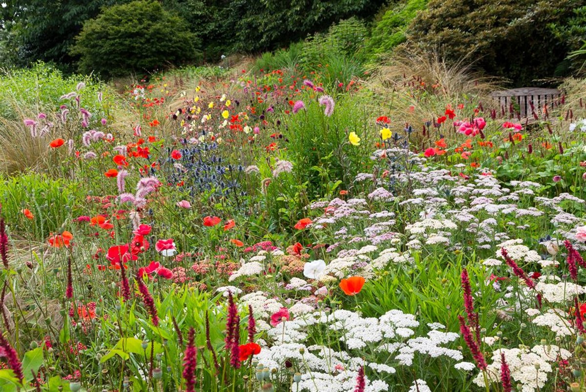 The summer garden