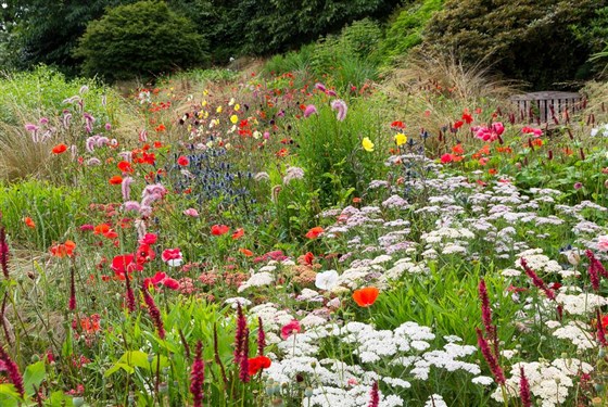 The summer garden