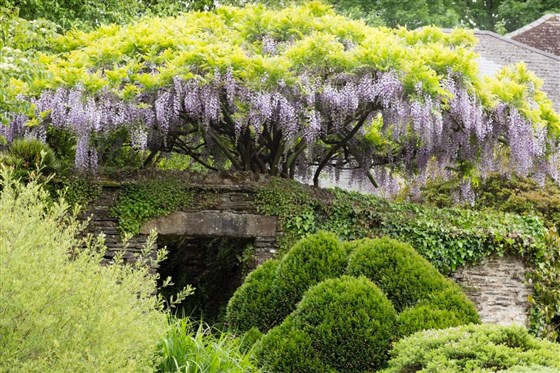 The wisteria over Tom's Steps in the walled garden