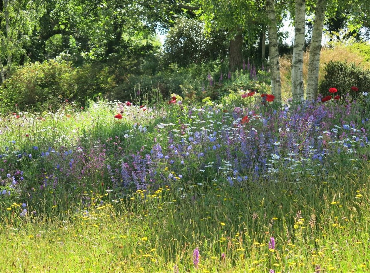 The wildflower meadow on a sunny afternoon