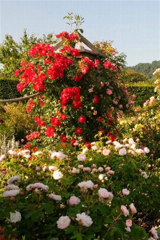 RHS Garden Rosemoor's Shrub Rose Garden ® RHS