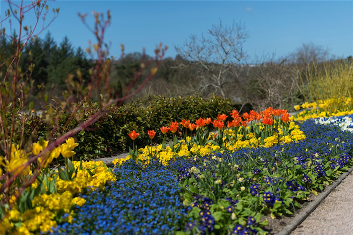 Borders with tulips in spring at RHS Garden Rosemoor.® RHS