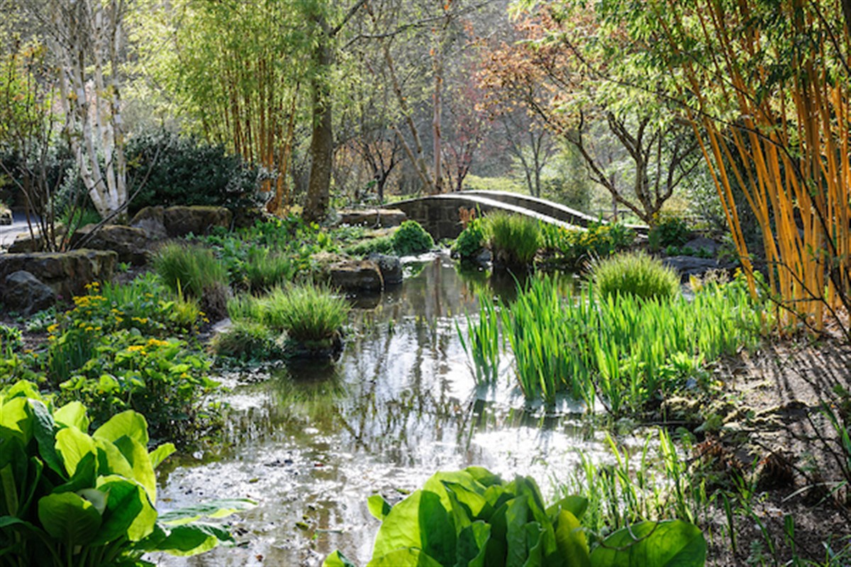 The Rock with Lysichiton camtschatcensis in the foreground with Phyllostachys bambusoides 'Allgold' back right in Spring at RHS Garden Rosemoor. ® RHS