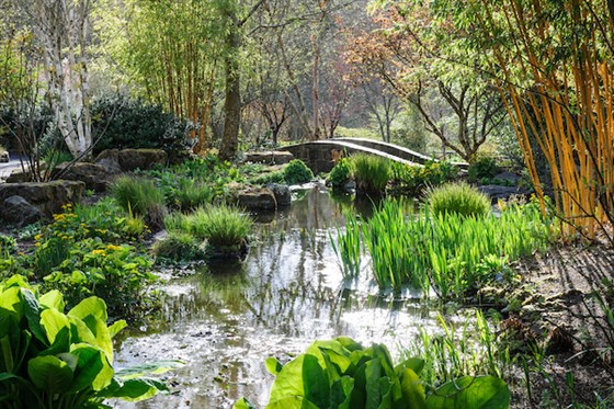The Rock with Lysichiton camtschatcensis in the foreground with Phyllostachys bambusoides 'Allgold' back right in Spring at RHS Garden Rosemoor. ® RHS
