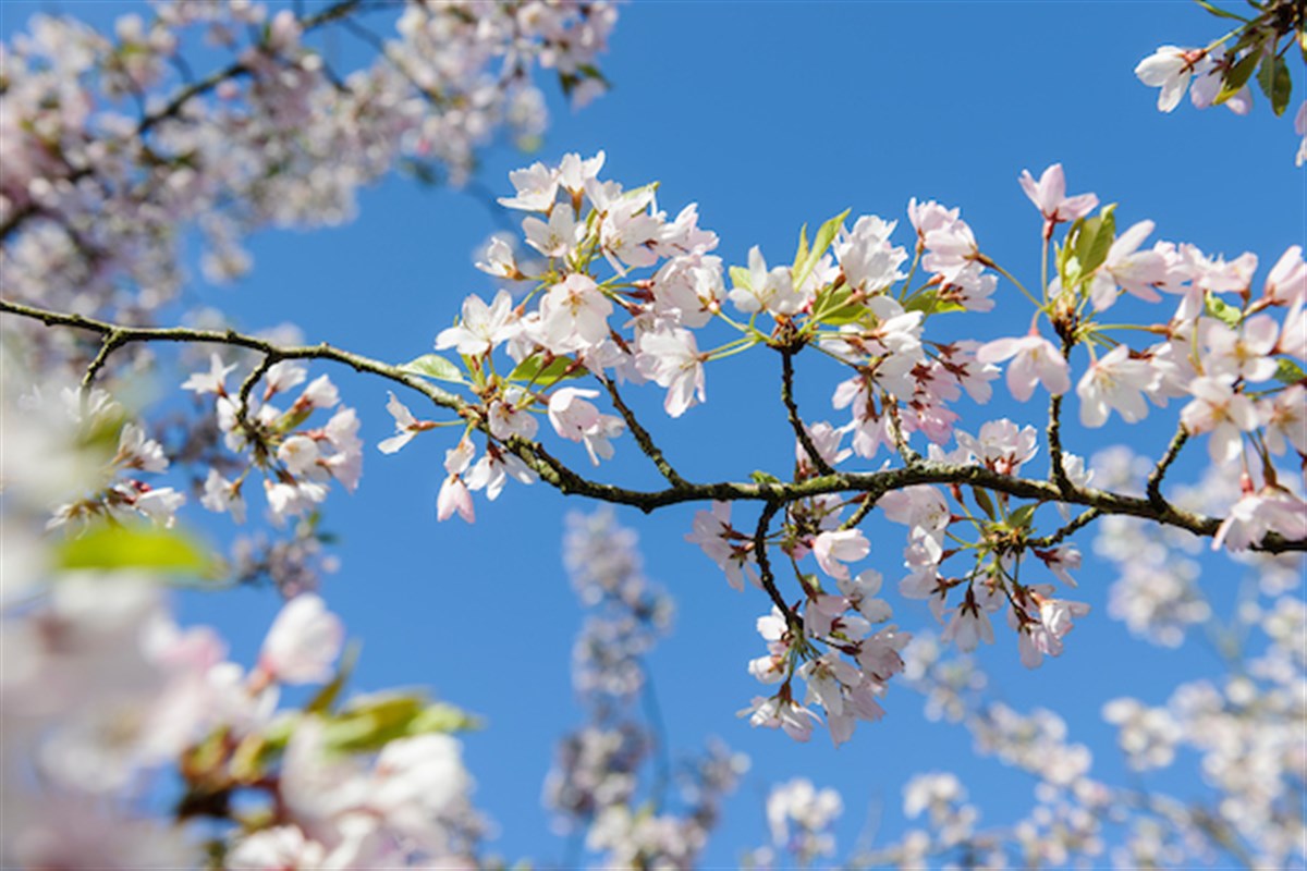 Prunus 'Pink Shell'. ® RHS