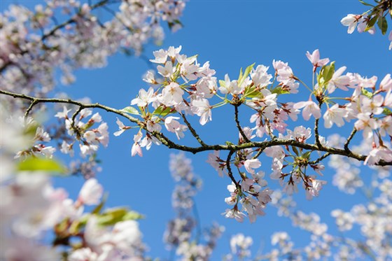 Prunus 'Pink Shell'. ® RHS