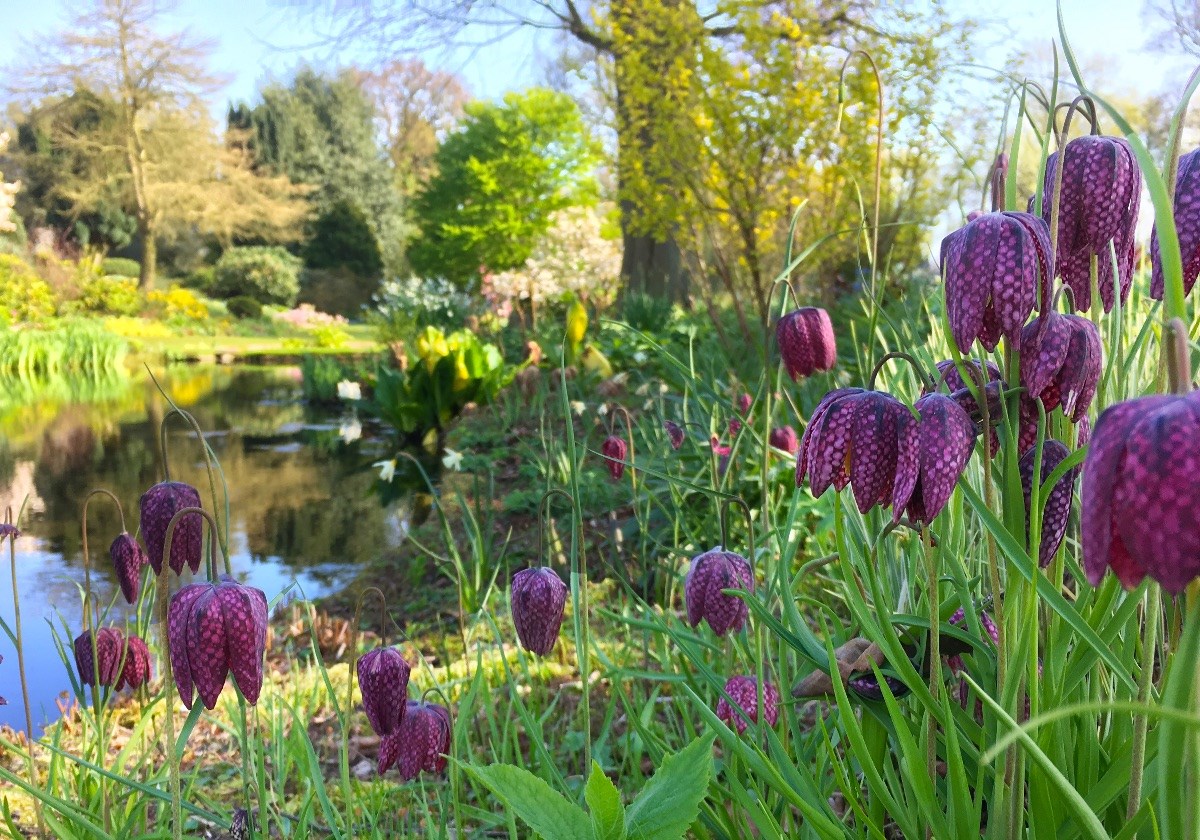 Snakeshead fritillary in the Water Garden