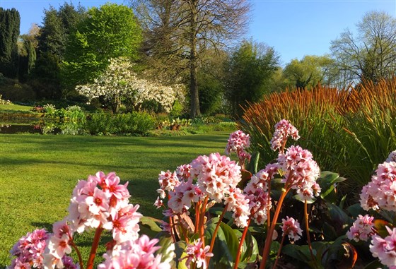 Elephant's Ears in the Water Garden