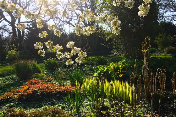 Furns unfurling in the Water Garden