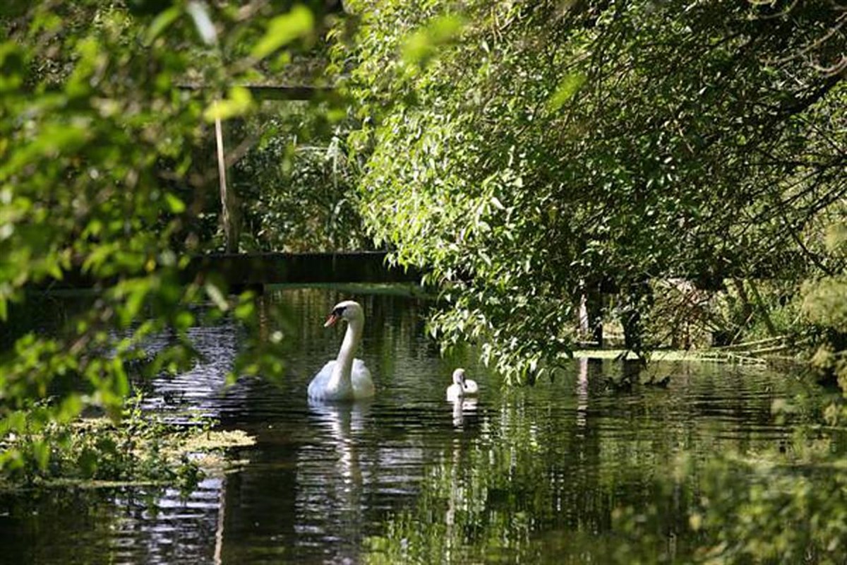 Swans enjoying the River Test.