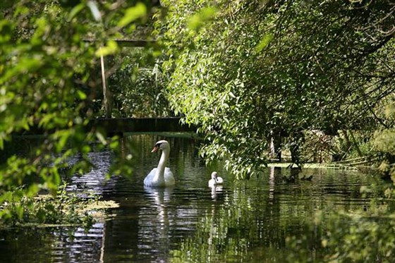 Swans enjoying the River Test.