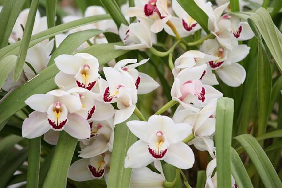 Orchid House 