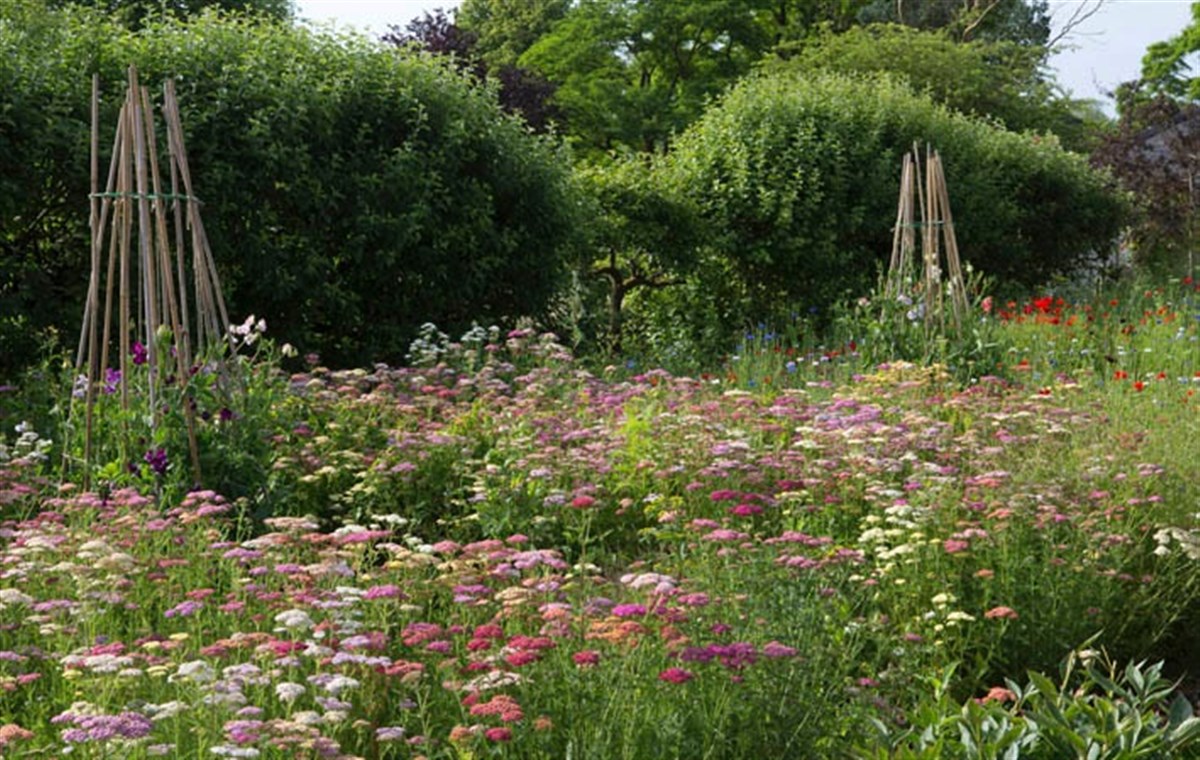 Wildflower beds. Photo Leigh Clapp