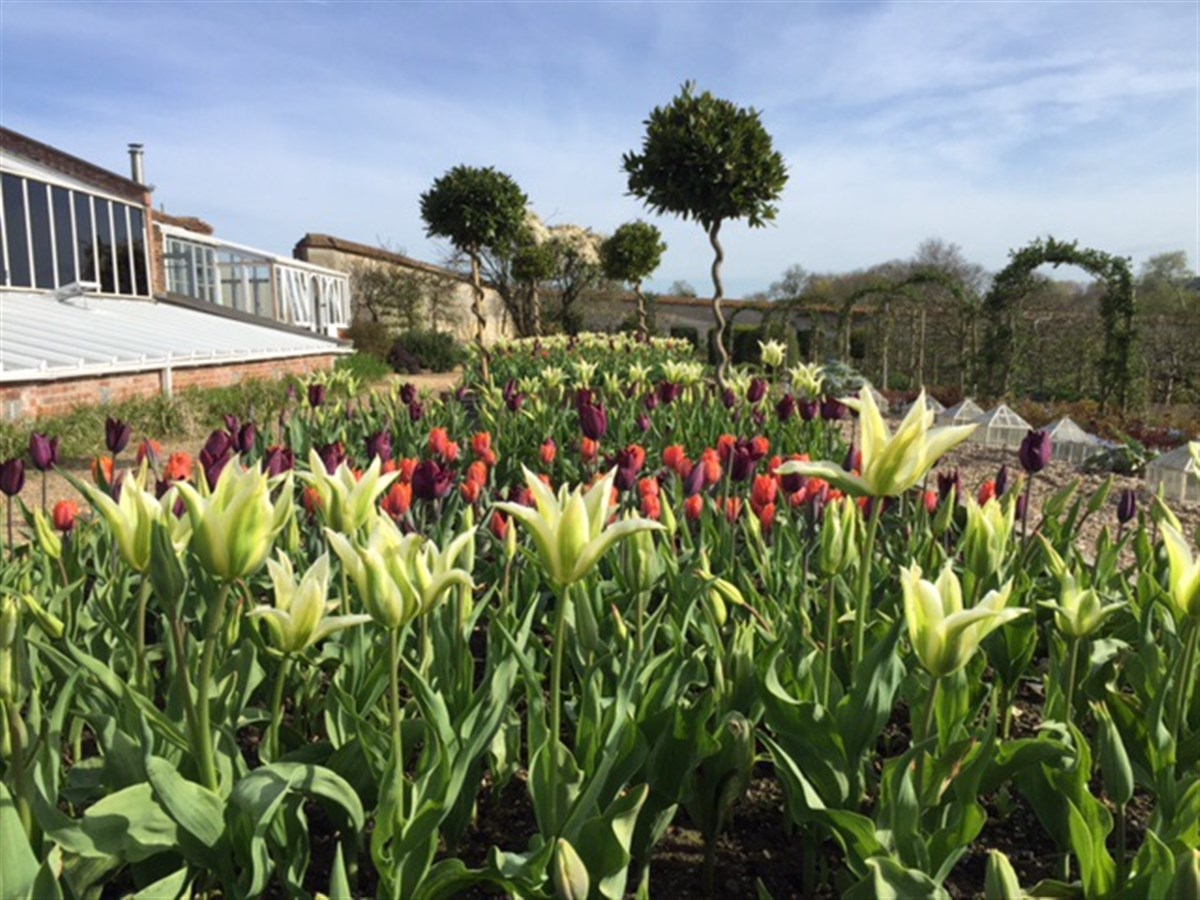Tulip Festival in April