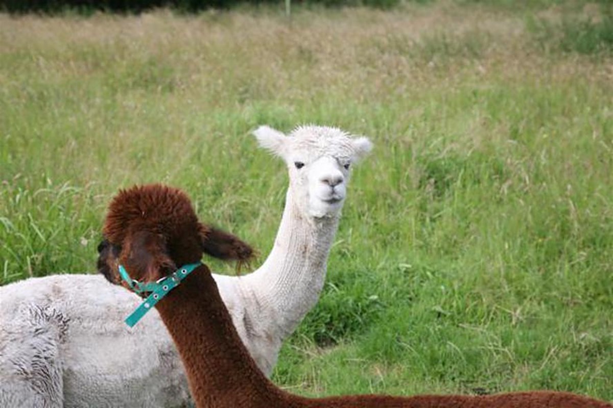 Resident Alpacas 