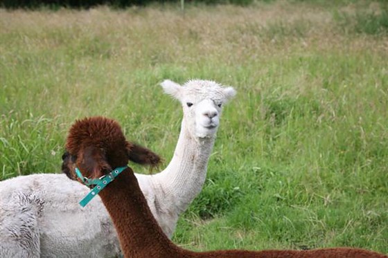 Resident Alpacas 