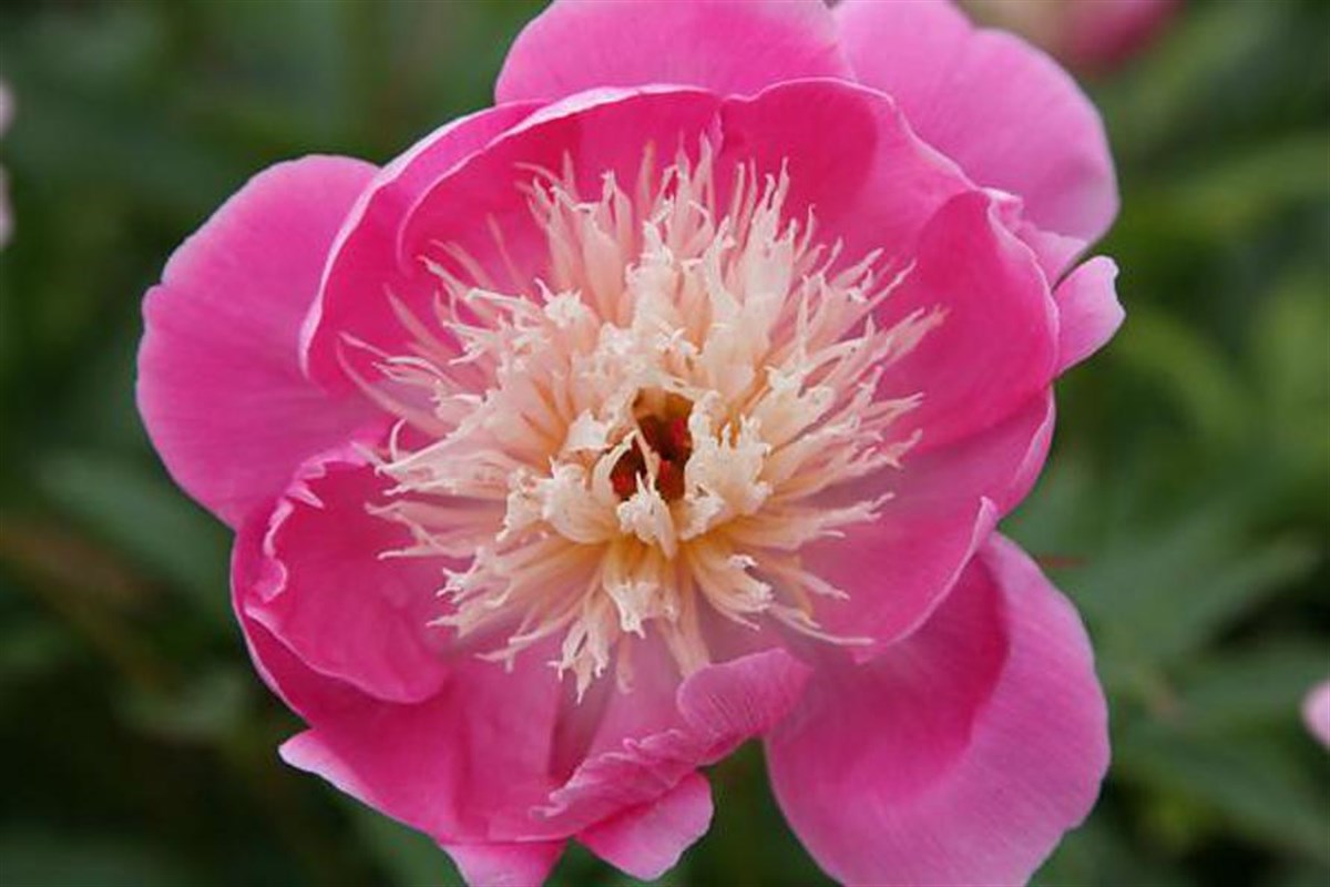 Beautiful Peonies 