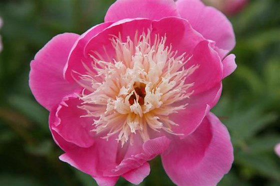 Beautiful Peonies 