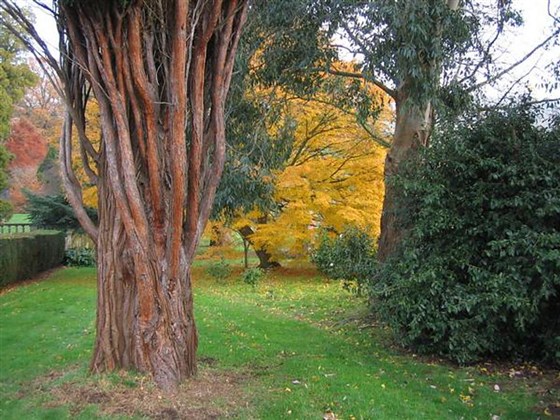 fabulous trees
