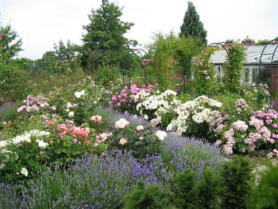 Millennium Rose Garden