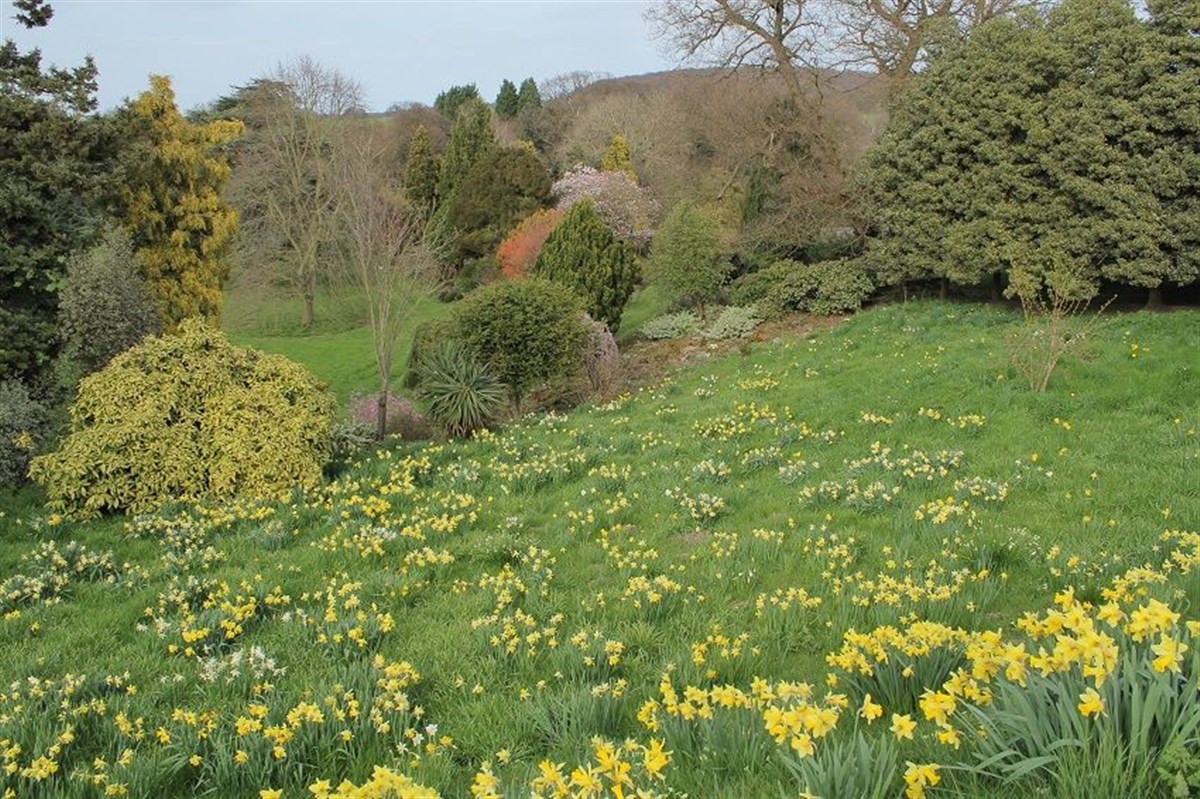 Daffodil bank